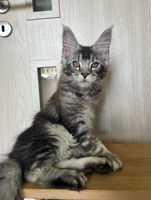 Stebrny Kocurek Maine Coon