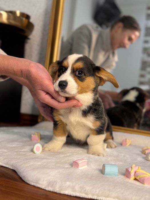 Шикарні цуцики Коргі Кардиган