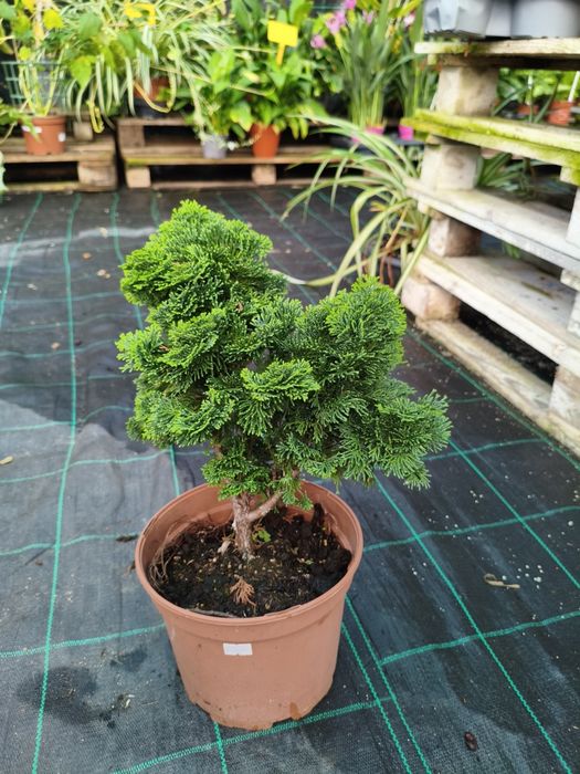 Cipreste Anão de Hinoki (chamaecyparis obtusa nana gracilis) - planta em vaso