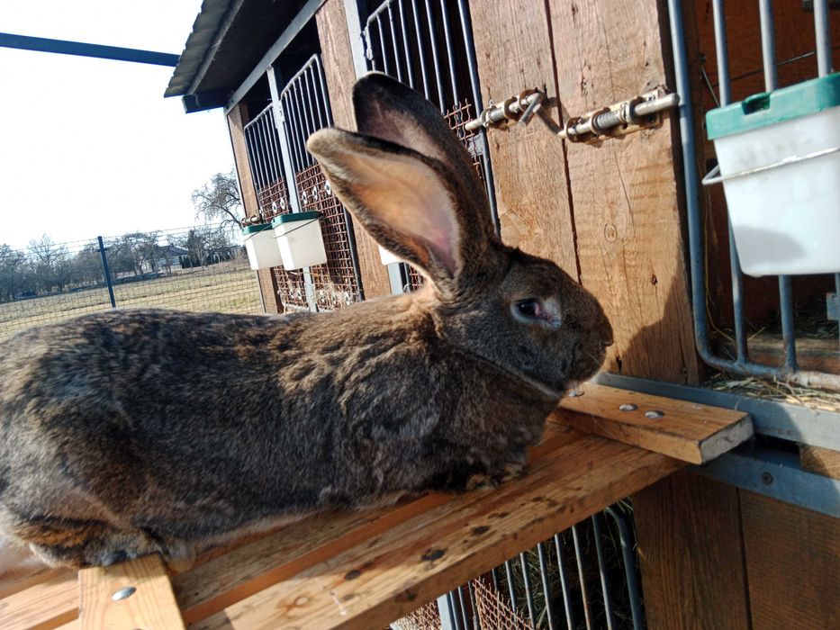 Króliki belgijskie