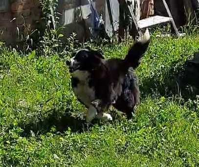 Собака в добрі руки | Добрий собака для дому та двору