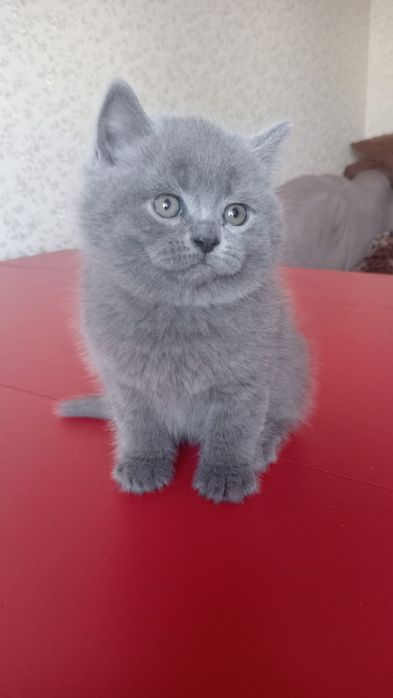 Шотландський котик страйт