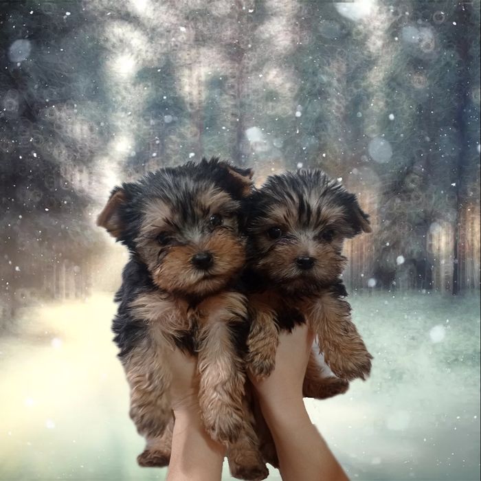 Неотразимые Мальчики Йорки