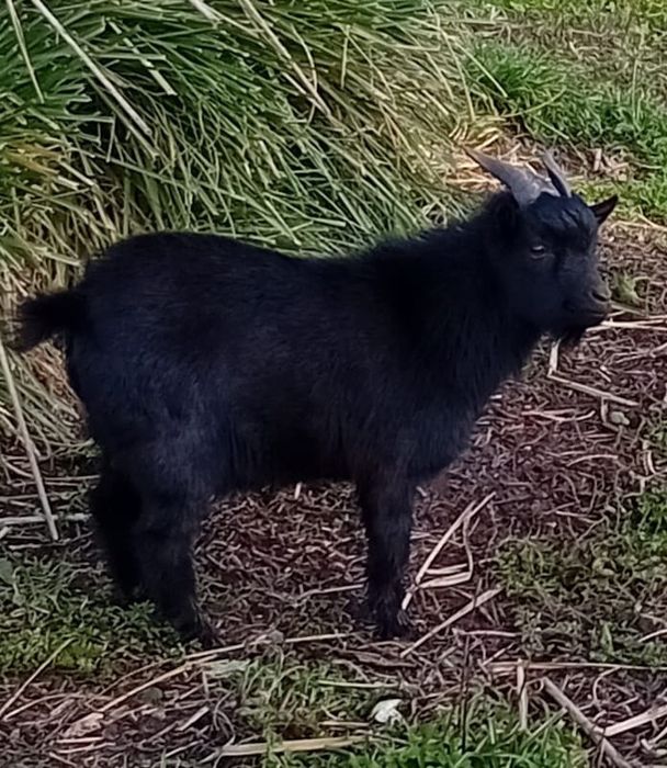 Venda de três cabras anãs macho