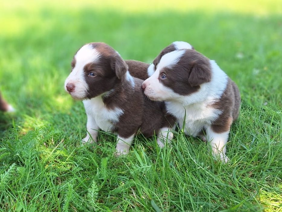 Border Collie  Śliczna Czekoladowo-Biała dziewczynka