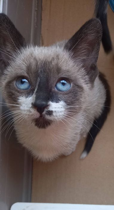 Bebés aos molhinhos