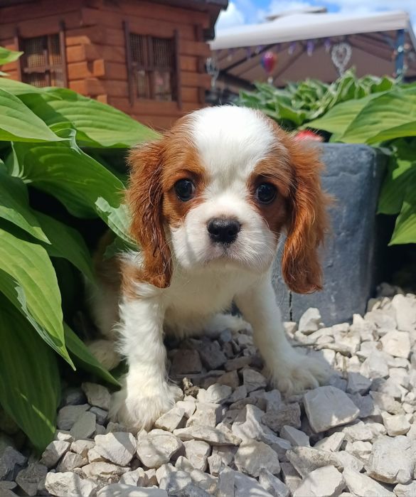 Cavalier King Charles Spaniel-Sunia
