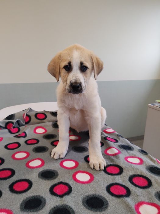 Cadela rafeiro Alentejano