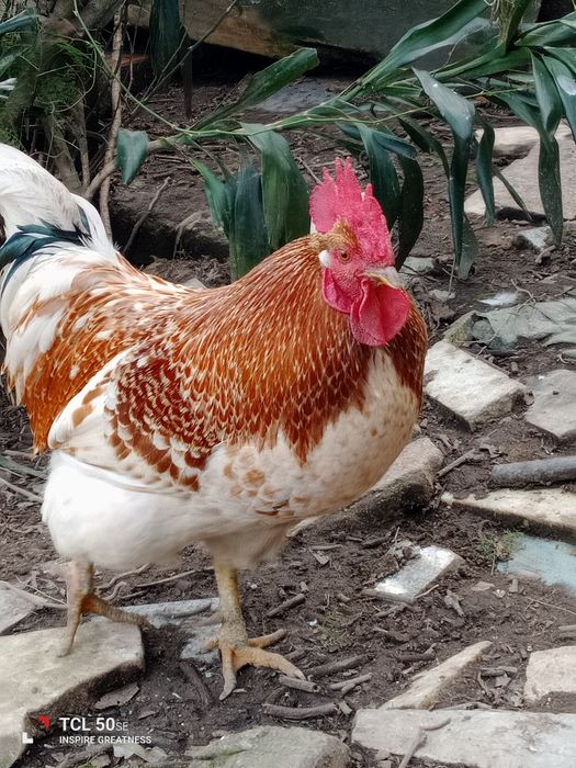 Vendo galo adulto retirar na lameira Celorico de basto