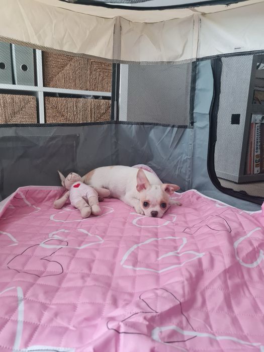 Excelente mini menino Chihuahua/Chiuaua LinhagemRussa de Qualidade