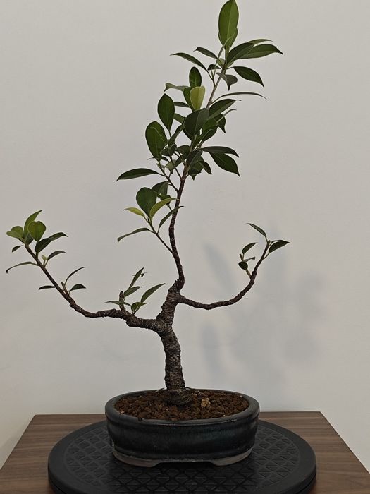 Ficus retusa  jovem