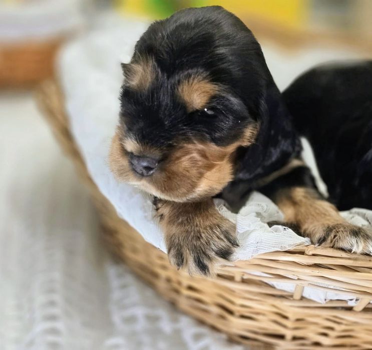 Cocker spaniel angielski