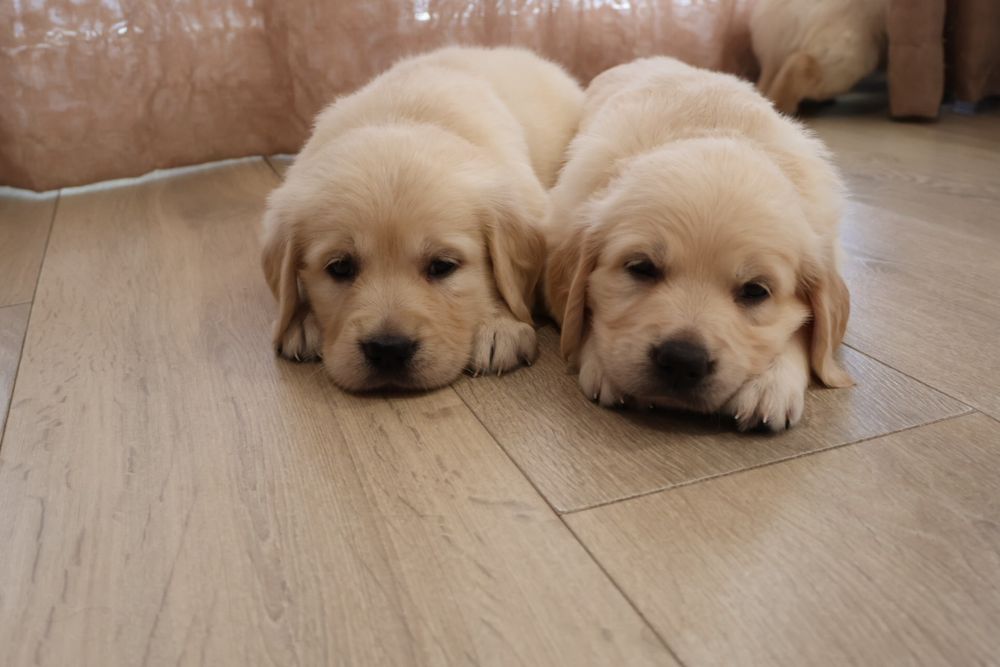 Golden retriever