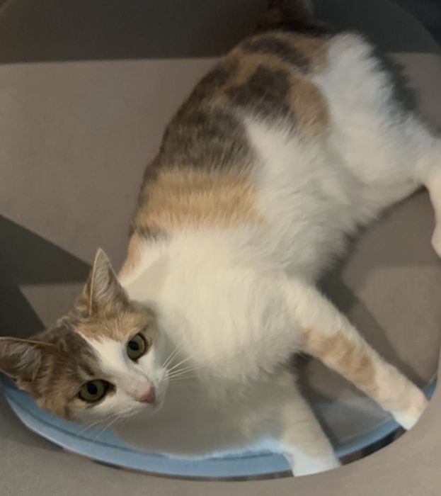 Кішка Моніка в пошуках дому