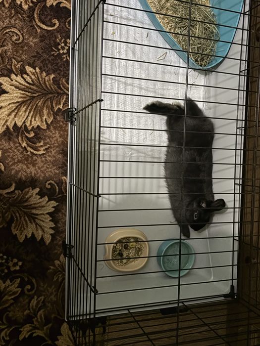 Декоративний кролик