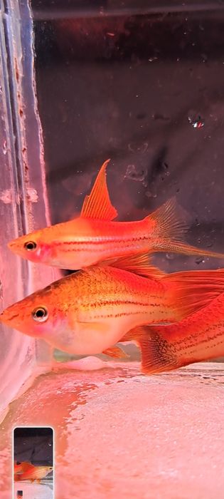 Mieczyki samiec I 2 dorosłe samice delta bardzo nietypowe