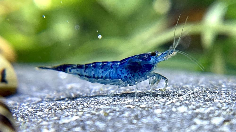 Camarões Blue Dream (Neocaridina davidi) – Azul Intenso