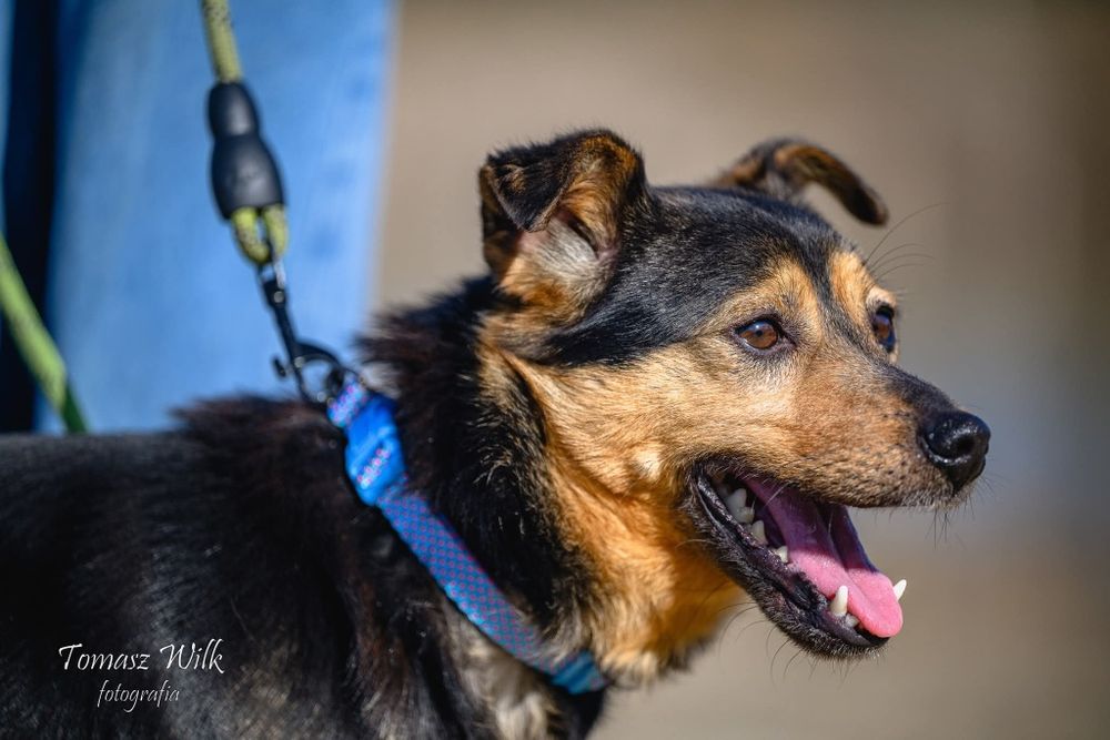 Niby bury, a jednak wesoły - mały Burek do adopcji
