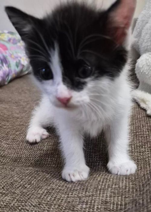 Котик.  Маленька киця
