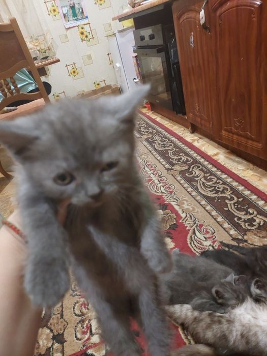 Продам шотланских котят