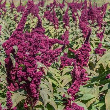 Sementes de aromáticas e hortícolas biológicas certificadas