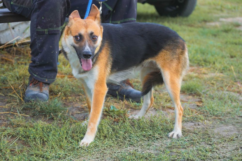 Frea delikatna sunia