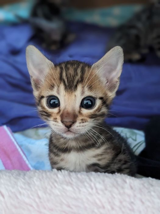 Бенгальска дівчинка