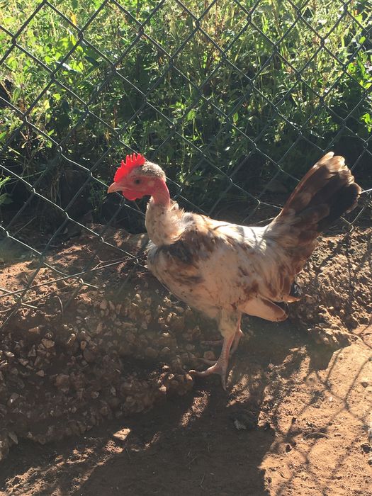 Galo novo garnizé careca