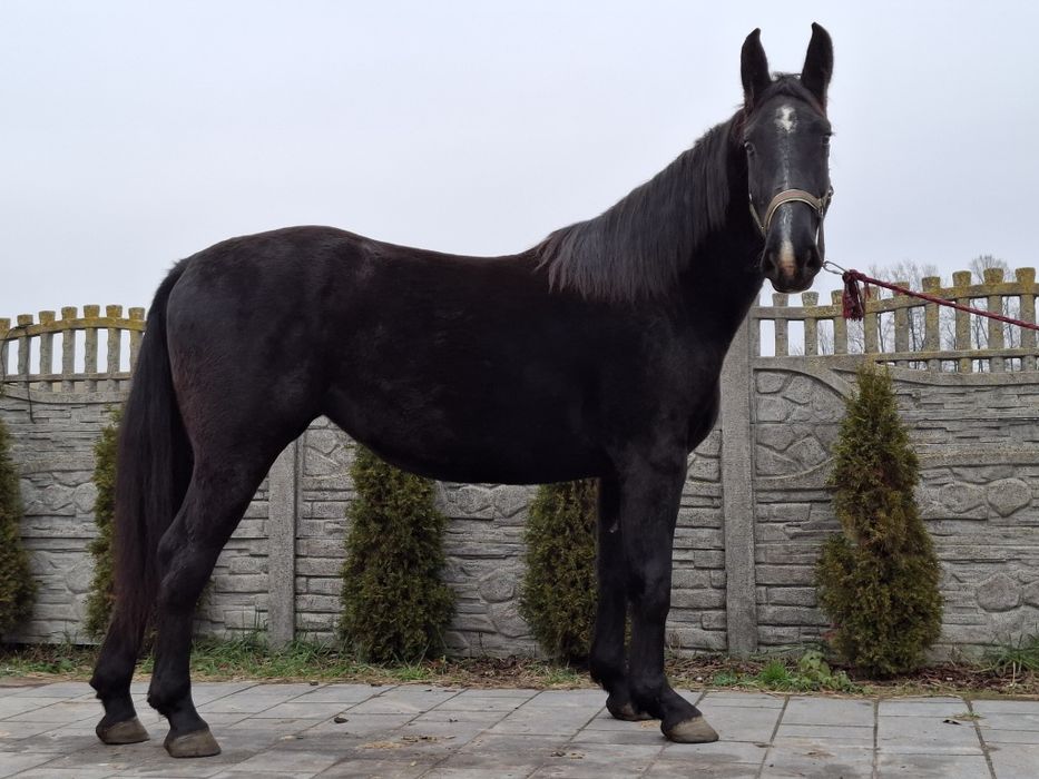 Sprzedam klacz śląska