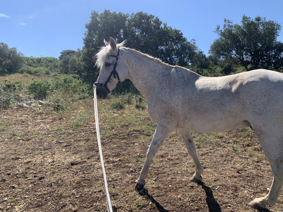 Cavalo montado com escola