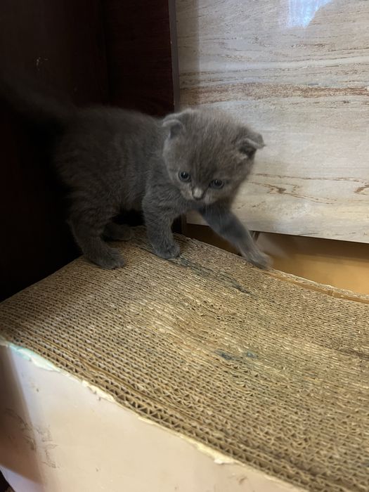Шотландське вісловухе кошеня