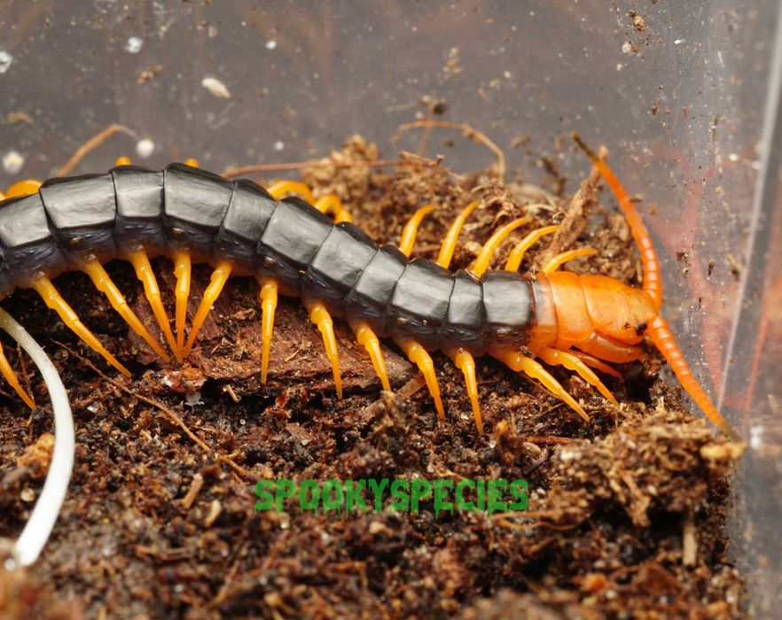 Scolopendra dehaani "flame leg" podrostki OGROMNE