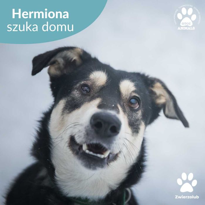 Przemiła, radosna sunia Hermiona szuka domu!