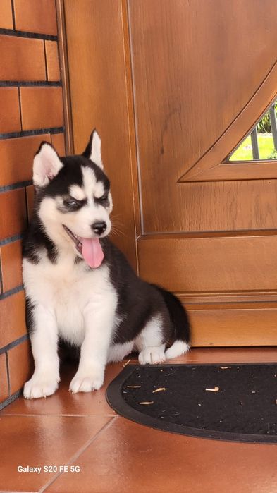 Siberian Husky blekitnoki