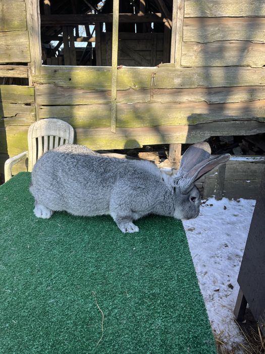 Olbrzym Belgijski Szynszylowaty Samiec