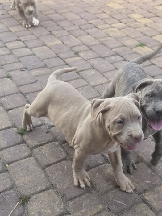 Suczka american bully xl z metryką