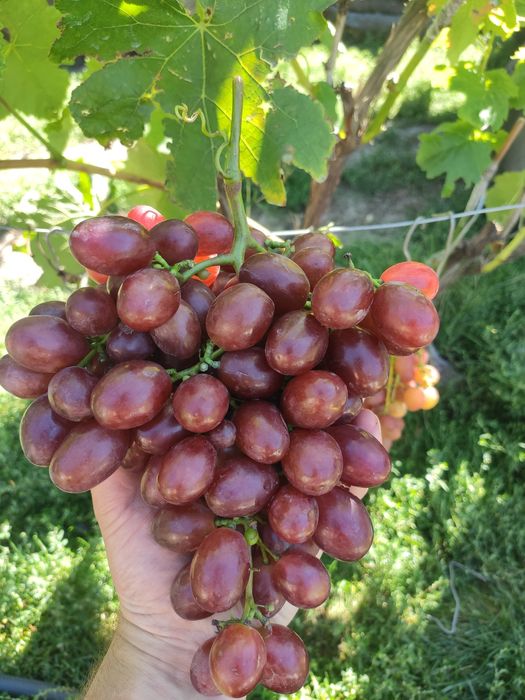 Саджанці винограду