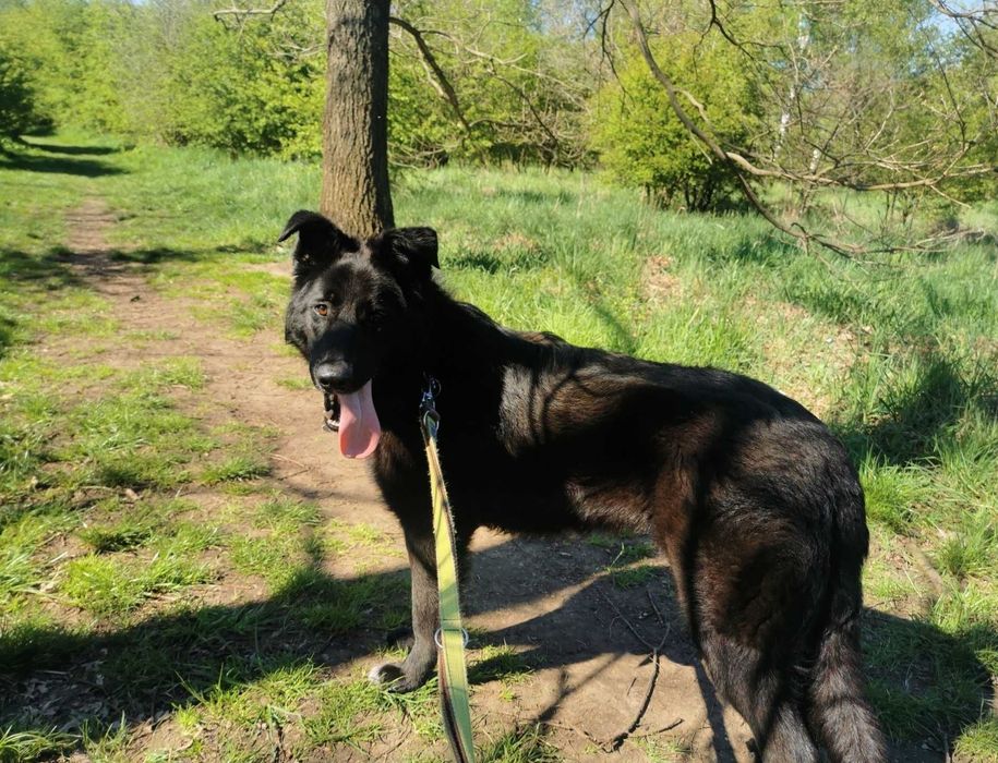 Madox-czeka na dom..