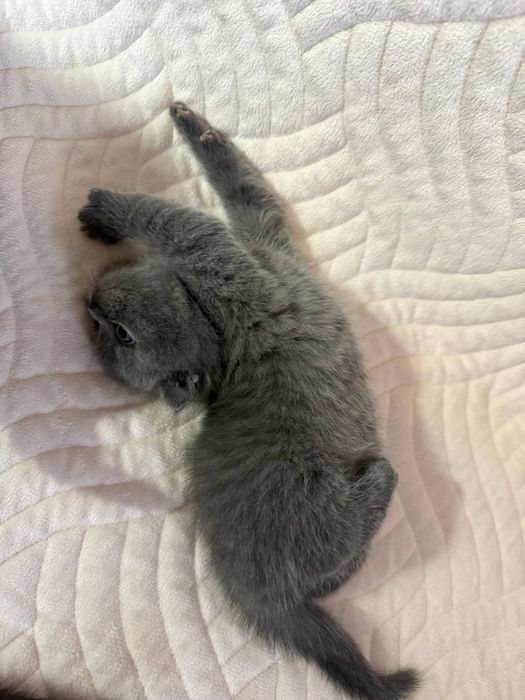 Британські весловухі кошенята