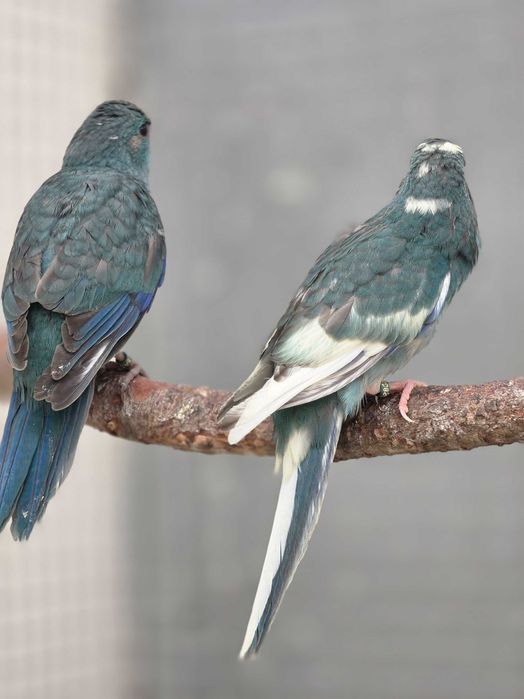 Kakarikis Verdes, Amarelos, Azuis, Cremes, Spangle