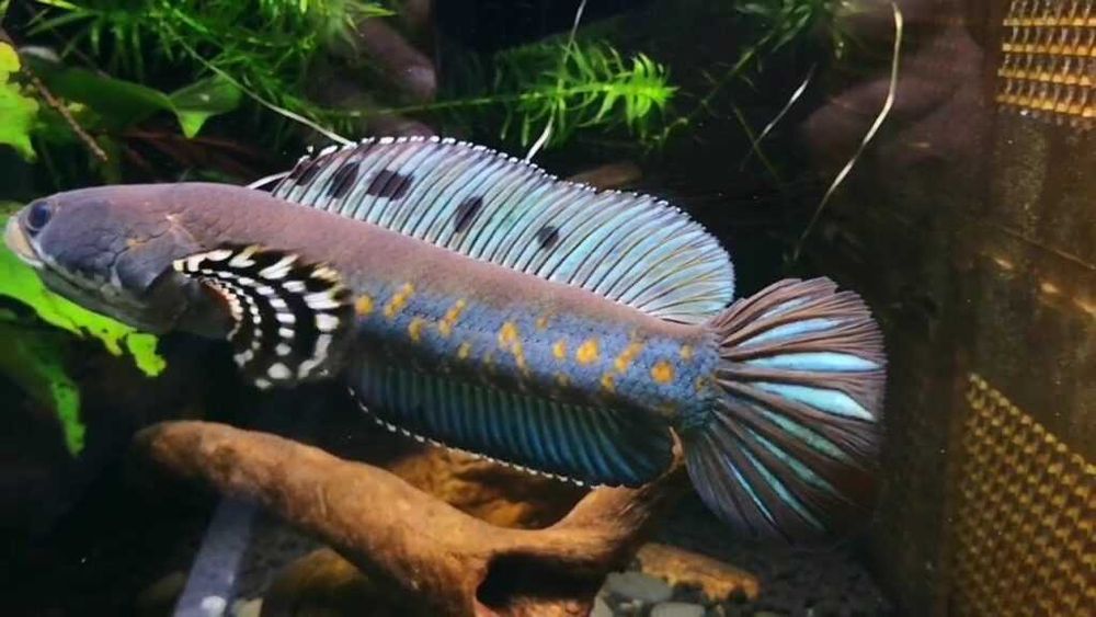 Wężogłów - Channa Pulchra