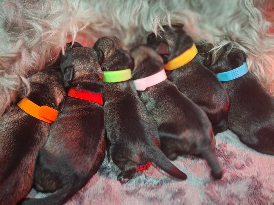 Sznaucer miniaturowy pieprz i sòl