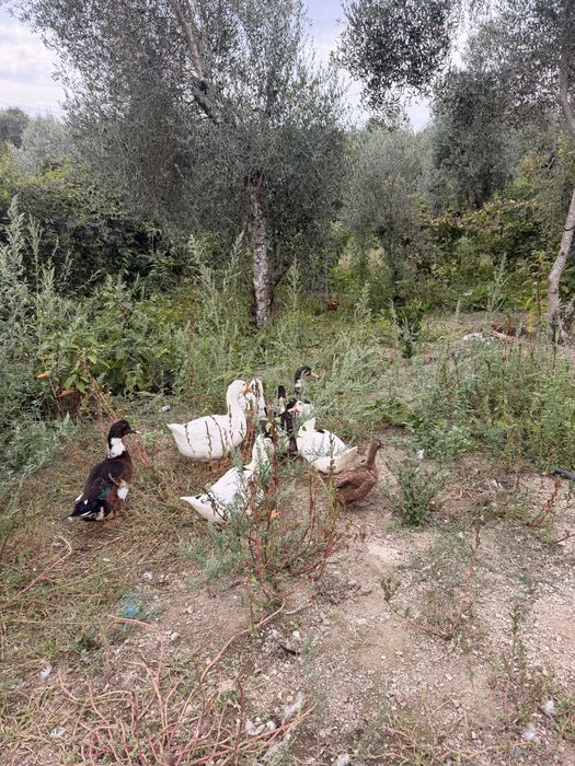 Patos femea e macho