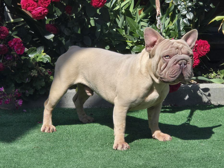 Buldog Francuski Lilak Big Rope