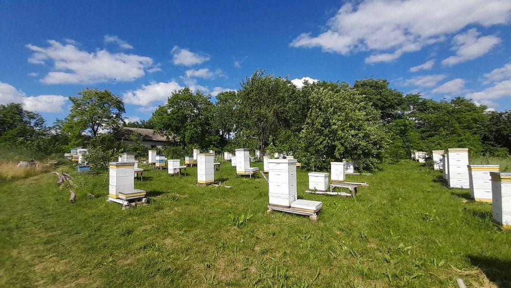 Бджолопакети, відводки, бджолосім’ї на 2025 рік