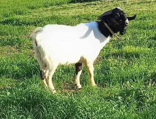 Cabrito de raça Boer