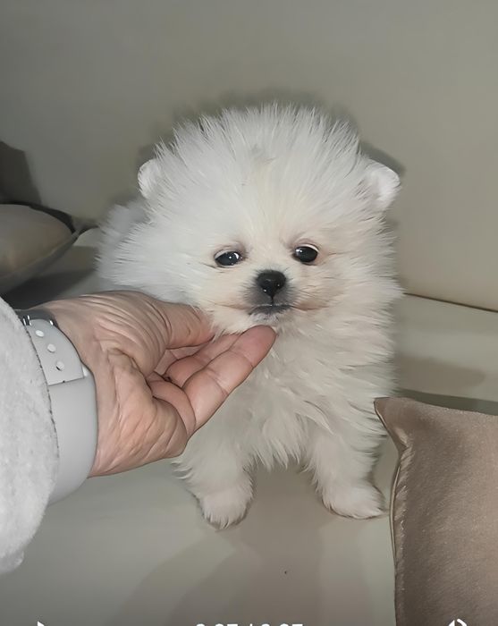 Spitz Alemão macho anão