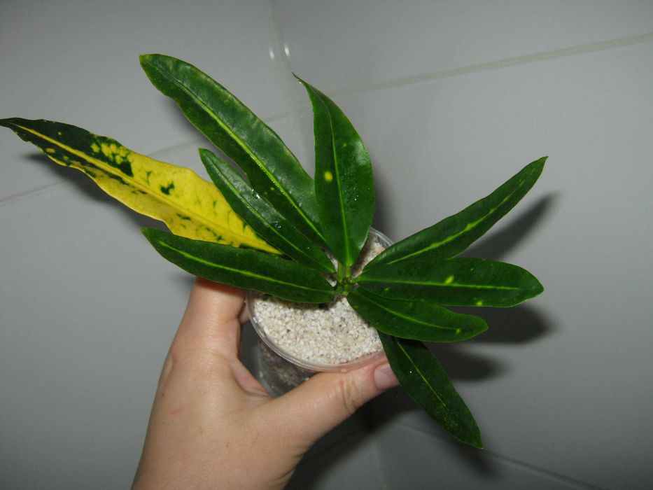 РАСПРОДАЖА все по150грн кротон филодендрон диффенбахия монстера