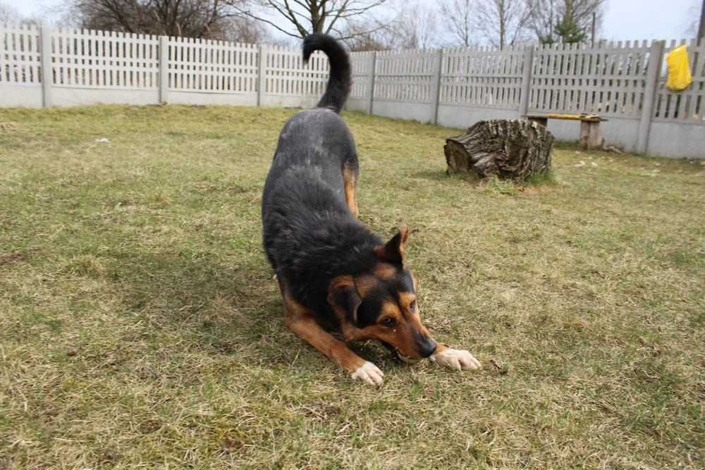 001243 Sprinter do adopcji.