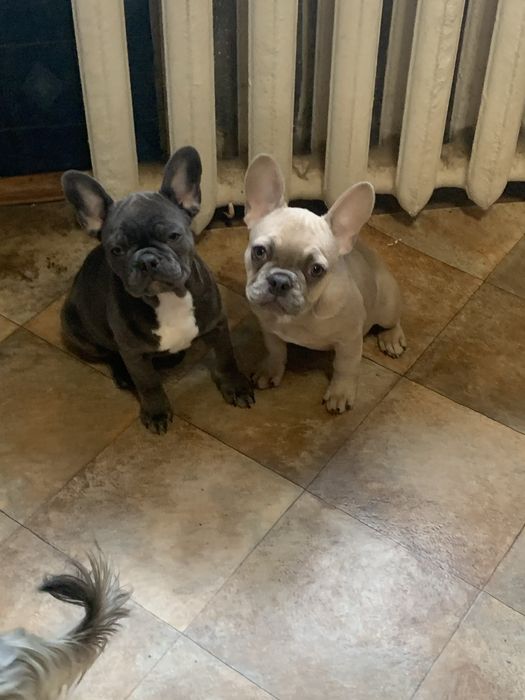 Девочка французик. Изабеллова мерле